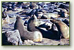Cape Fur Seals at Cape Cross